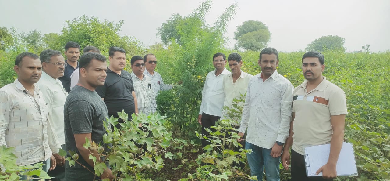 कापुस व तुर लागवड केलेल्या शेतात गांज्याची लागवड..