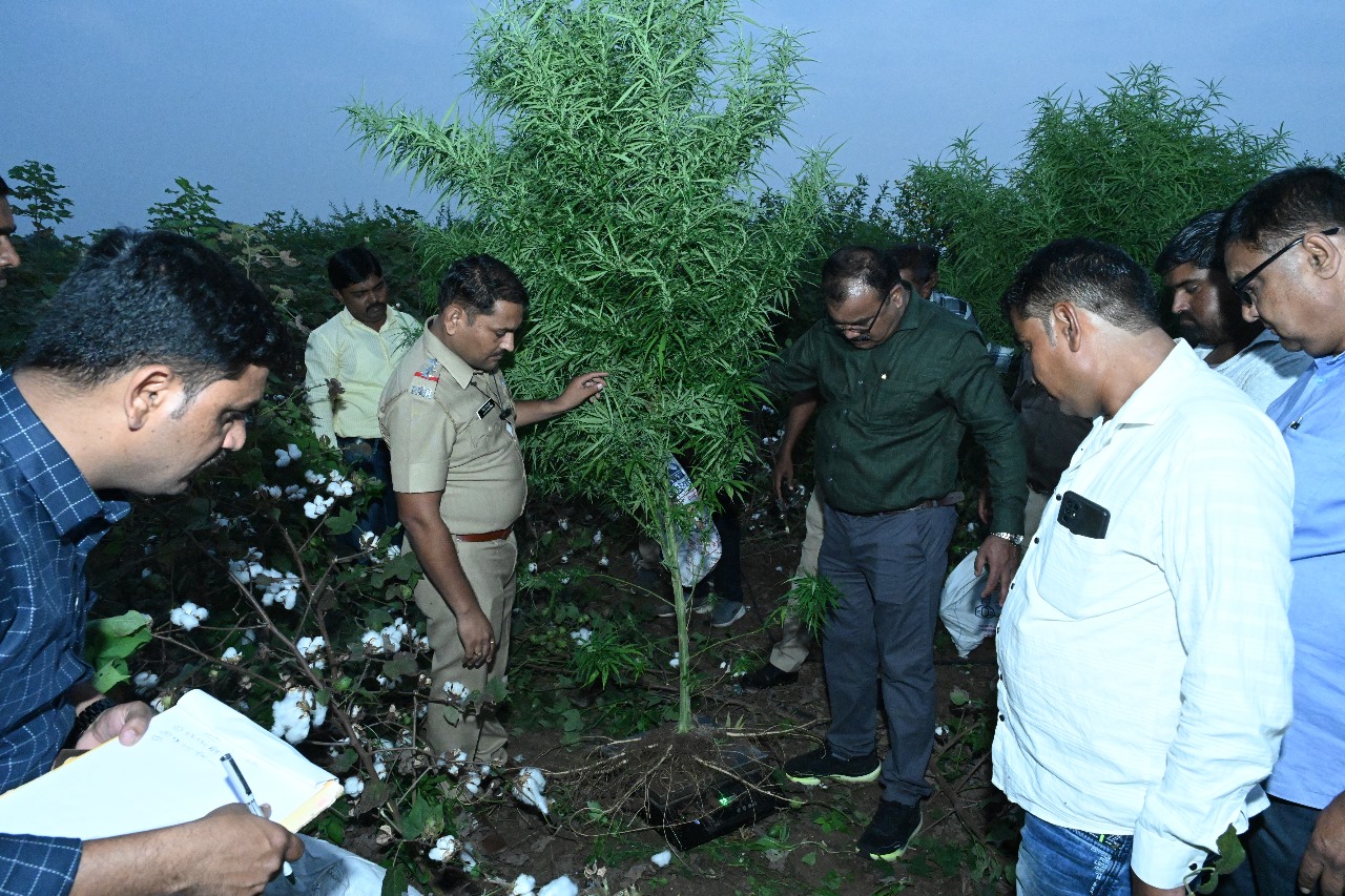 मानवी आरोग्यास घातक असलेला गांजा शेती करणाऱ्यास घेतले ताब्यातस्थानिक गुन्हे शाखा व मौजपुरी पोलीसांची कारवाई